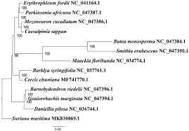 Image result for Smithia erubescens