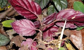 Disinfecting the shears prevents the spread of disease. Purple Waffle Plant Lively And Lush Air Cleaner Epic Gardening