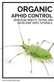 Customers who viewed this item also viewed. 3 Easy Organic Aphid Control Techniques For The Garden