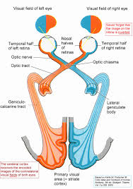 Visual Perception Eye Diagram Google Search Human Anatomy Physiology Anatomy Cognitive Psychology