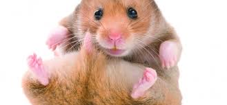 Have a valid reason for breeding syrian hamsters. Why One Syrian Hamster Is Enough Tenerife News Official Website