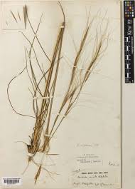 Image result for Sartidia angolensis