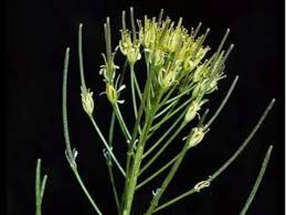 Image result for Sisymbrium