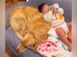 わんちゃんホンポ