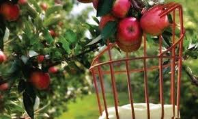 Here's how to write a great one. Fruit Picker Cover Letter Sample Clr