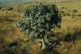 Image result for Englerophytum magalismontanum