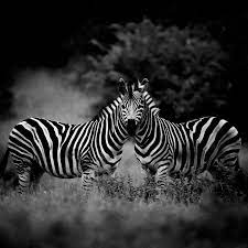Fine Art Photography Awards Laurent Baheux Nominee In Wildlife Animals Animals Black And White Wild Animals In Africa Animal Photography