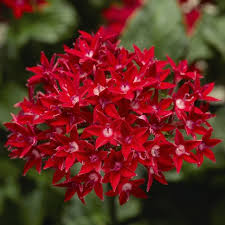 Image result for Pentas lanceolata