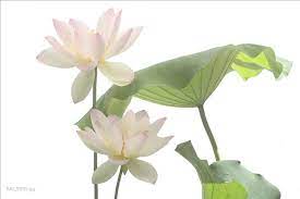 Lotus Flower Lotus Flower Images Macro Flower Types Of Flowers
