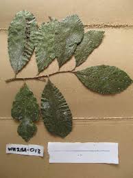 Image result for Dichapetalum madagascariense