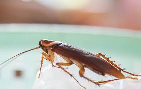 Business company american pest control is a legal entity registered under the law of state nevada. Blog A Reference Guide To Cockroaches In Las Vegas