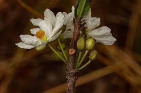 Image result for Caloncoba