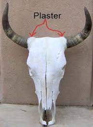 Replica real steer bull skull head aged finish brown. Fake Skulls Longhorns Head To Tail Store