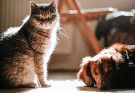 Hund An Katze Gewohnen Die Besten Tipps Fur Mehr Harmonie