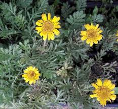 Perfect for home decor, weddings, bouquets, gifts, & more. Dyer S Chamomile Kahikatea Farm Certified Organic Nursery And Permaculture Farm