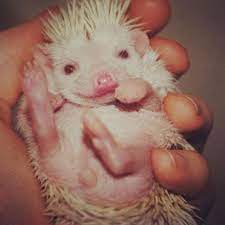 Pin By Pygmy Hedgehog For Sale On Bleat Baa Moo Oink Etc Baby Hedgehog Albino Hedgehog Albino Animals