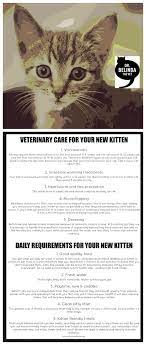 New Kitten What You Need To Know Dr Belinda The Vet Dog Cat Pictures Cat Aesthetic Kitten