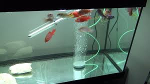 May 26, 2021 · ways to oxygenate fish tank without a pump add live aquarium plants. Aquarium Fish Tank Air Bubble Stone Air Stone For Oxygen Air Pump Youtube
