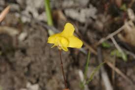 Image result for Utricularia subulata