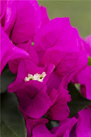 Die drillingsblume könnt ihr als kletterpflanze am spalier, als hochstämmchen oder auch als pyramide kaufen. Bougainvillea Vera Drillingsblume Vera Stanze Gartencenter In Hannover Hemmingen
