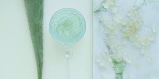 Haarkur mit bio aloe vera und olivenöl gegen spröde haare, trockene kopfhaut und spliss | biodaloe. á Aloe Vera Die Perfekte Pflanze Fur Haarkur Und Gesichtspflege