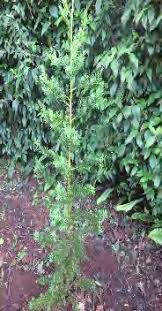 Image result for Chrysophyllum gorungosanum
