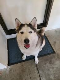 Found dog in Pacoima area near Shadow Hills