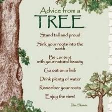 I'm certain you won't be disappointed. Advice From A Tree Tree Quotes Nature Quotes Family Quotes Inspirational