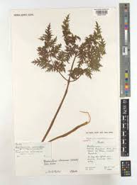 Image result for Afroligusticum