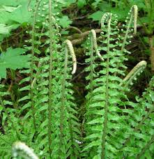 Image result for Monadenium friesii