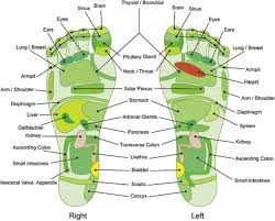 The high resolution examples below represent various reflexology hand cards. 31 Printable Foot Reflexology Charts Maps á… Templatelab