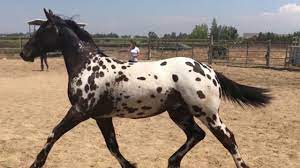 Check spelling or type a new query. Legendarisch Gwf At 1 Year 2017 Appaloosa X Friesian Gelding For Sale Youtube