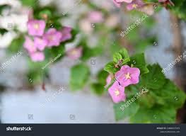 Image result for Karomia