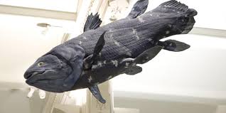 Image result for Coelachne