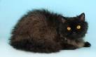 Selkirk Rex Kittens for Sale - Adoptapet