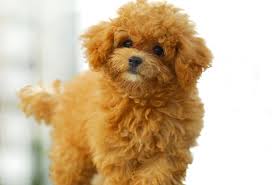 Check spelling or type a new query. 29 Fluffy Dog Breeds Big And Small Breeds Playbarkrun