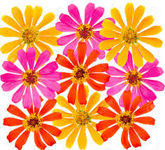 Different kinds flowers vectors (169). Lots Of Different Kinds Of Flowers With White Back Ground Stock Photo Picture And Royalty Free Image Image 1104801