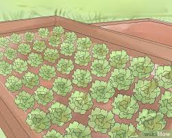 So, if you are concerned about killing large patches of weeds, there are a couple of options for some chemicals as well. 3 Ways To Keep Weeds Out Of Your Vegetable Garden Wikihow