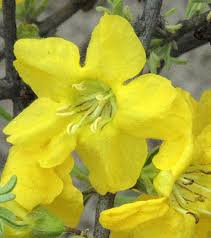 Image result for Rhigozum brevispinosum