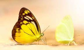Butterfly as a spirit, totem, & power animal. What Does It Mean When You See A Butterfly Meaning And Symbolism