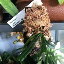 Image result for Aerangis kirkii