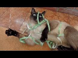 Try Not To Laugh Challenge Funny Cats And Dogs Viral Chop Video No One Can Win This Try Not To Laugh Challenge Funniest Animal Videos Funny Cat Fails Funny Dog Fails Funny Animal Videos