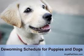 What parasites are affected by deworming? Deworming Schedule For Puppies And Dogs Complete Guide