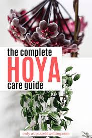 Hoya Wax Plant Complete Care Guide Pastel Dwelling Hoya Plants House Plant Care Plants