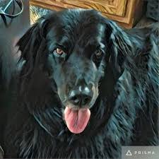 Maybe you would like to learn more about one of these? Getting Over Rover Why The Loss Of A Dog Can Be Devastating Psychology Today