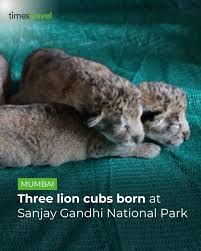 Lion Safari in Borivali National Park ...