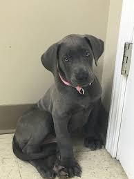 Great danes are a particularly sought after breed due to their large build and. My 7week Old Great Dane Blue Female Piper Grey Great Dane Great Dane Dogs Great Dane