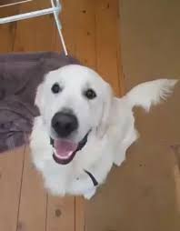 My Dog Is A Real Helper Gif Dogs Dog Animation Cute Dogs