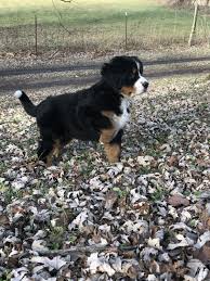 Mini bernese mountain dog puppies for sale. Pin On Cute