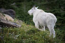 Image result for Passerina montana